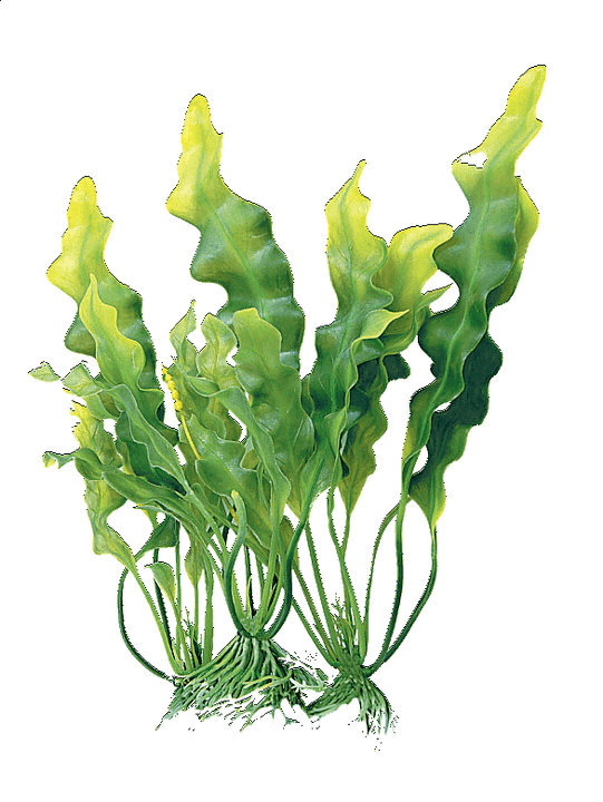 complejo de algas en crema